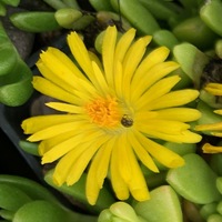 Delosperma nubigenum 